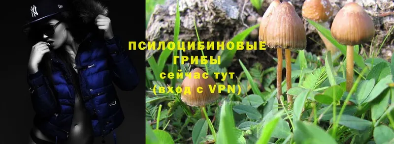 omg как зайти  Белозерск  Псилоцибиновые грибы Psilocybe 